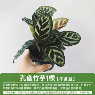 88VIP：临雅 水培植物孔雀竹芋室内盆栽阳台办公桌面绿植吸甲醛四季喜阴好养活