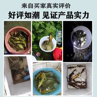 太弘鱼范鲜虾饵搓饵开盖即用无需开饵针对秋冬季垂钓鲫鲤草鳊罗非