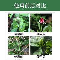 国光蚜虫杀虫剂专蚜虫专用药月病虫害常用药季腻虫药植物用旗舰店