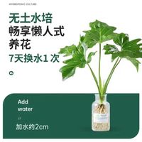 晒物 春雨绿植盆栽一颗 20-30cm+肥料