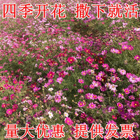 慎思苑 重瓣太阳花种子格桑花籽种四季开花易活花卉田园室外野花组合种孑 格桑花种子500克