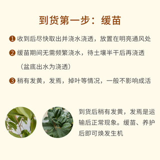 京东鲜花秋季桂花树办公室花卉盆栽室内绿植源头直发植物中秋物