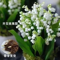 无品牌 铃兰花盆栽种球 颜色分类：铃兰带芽1棵