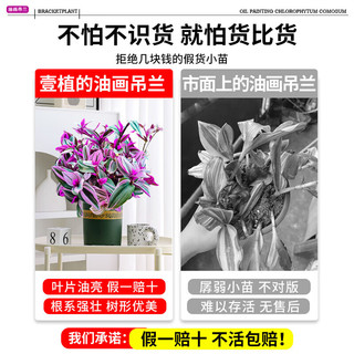 壹植油画婚礼吊兰垂吊植物花卉植物室内花盆栽多肉水培绿植阳台紫露兰 【今日特价】精品油画吊兰5-8颗