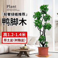 坤宁王 鸭脚木盆栽客厅绿植室内大型八方来财造型鸭掌木七叶莲植物发财树