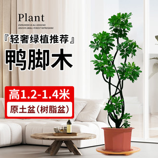 坤宁王 鸭脚木盆栽客厅绿植室内大型八方来财造型鸭掌木七叶莲植物发财树