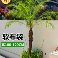 88VIP：临雅 针葵树盆栽大型绿植办公室内客厅落地盆景高级感禄植电视柜旁植物