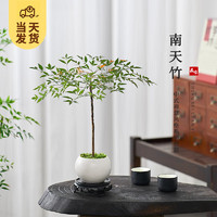 移动端、京东百亿补贴：KaiShiguo Plants 开时果 南天竹盆栽室内盆景 白玉圆陶盆