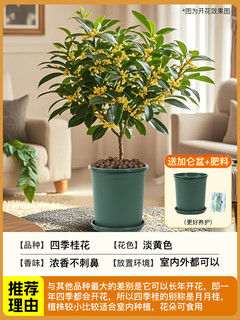 花点时间 桂花盆栽四季桂室内阳台植物好养绿植T2