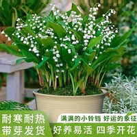 无品牌 铃兰花盆栽种球 颜色分类：铃兰带芽1棵