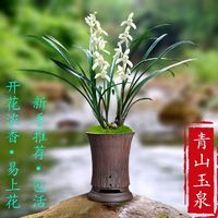 花丫花丫 玫绚四季兰花 国  好养型开花香 基地直销 青山玉泉