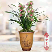 花悠花 [耐寒耐热】浓香型兰花苗盆栽墨兰建兰室内绿植盆栽好养易活 岁岁平安