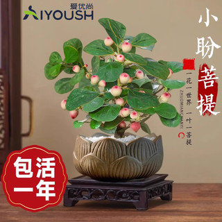 88VIP：爱优尚 小盼菩提 观果植物 15-20cm 紫砂盆