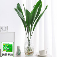 壹植水培一叶兰绿植室内盆栽四季常青客厅水养懒人植物好养活花卉 水培一叶兰50-60cm4棵-不含瓶+液