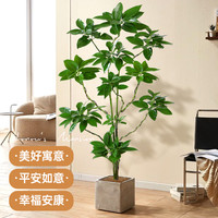 造型平安树客厅盆栽绿植办公室内大型真树好养植物幸福树四季常青