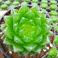 客厅好养活大棵樱水晶玉露多肉植物白银寿十二卷多肉绿植花卉