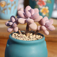 丸叶亚美桃蛋 多头群生老桩 精品多肉植物桃之卵粉糖果冻色组合花