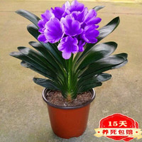 歆妍 原盆原土君子兰花苗盆栽苗室内客厅 当年开花绿植花卉 炫紫 4-6片叶子