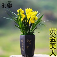 劉閣蘭花 超香兰花四季兰 黄金美人 夏带花苞 浓香大花绿植花卉 3苗连体裸根