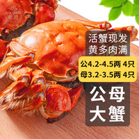 乾澄大闸蟹鲜活螃蟹现货 公4.5-4.8两 母3.5-3.8两 4对8只 生鲜鲜活螃蟹礼盒海鲜水产