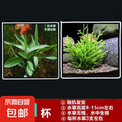 JX 京喜 水草套餐 好养耐活真水草植物绿菊大叶绿九冠