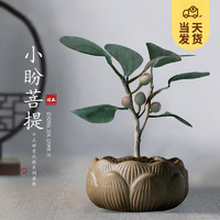 KaiShiguo Plants 开时果 小盼菩提盆栽（带果发货）中式禅意植物办公室内桌面小绿植盆景 莲花盆+黄金沙（3-5颗大果）