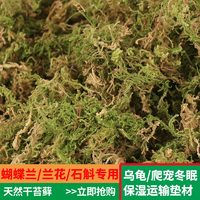 高宅 苔藓 50克精选优质苔藓 不含盆