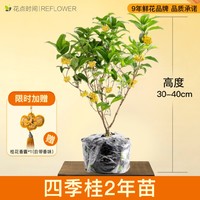 88VIP：花点时间 桂花树苗盆栽四季桂室内阳台绿植花卉植物