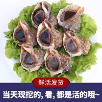 味优福 鲜活  大海螺  一斤5-6个