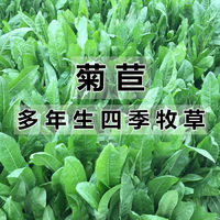 QIANTE 千特 大叶菊苣草种籽多年生牧草种子养殖四季牛羊鸭鹅兔猪草种籽子再生 进口将军菊苣净籽5斤散装