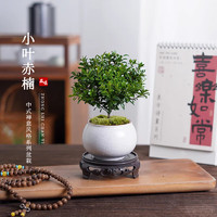 KaiShiguo Plants 开时果 小叶赤楠（金纹盆+苔藓+底托）