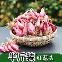 田间小径 红葱头 半斤装红葱头 四季种植 三天发芽