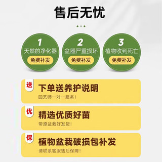 花财主天堂鸟盆栽办公室大型绿植客厅盆栽家用吸甲醛净化空气绿植 5-6天堂鸟1.2-1.3m【梯形盆】