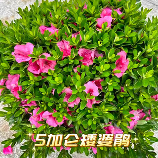 沃种迆逦四季杜鹃花苗盆栽带花苞种阳台庭院矮婆鹃小白好养花卉绿植 120#四季杜鹃红皇冠