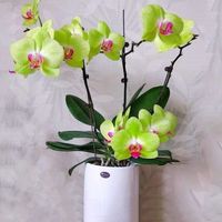 伏雨 蝴蝶兰花苗 不带花剑 当年开花 不含盆