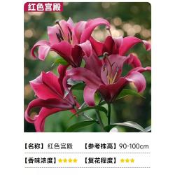 欧悟风信子i套装a9水仙花种球盆栽红色宫殿百合2球盆土肥