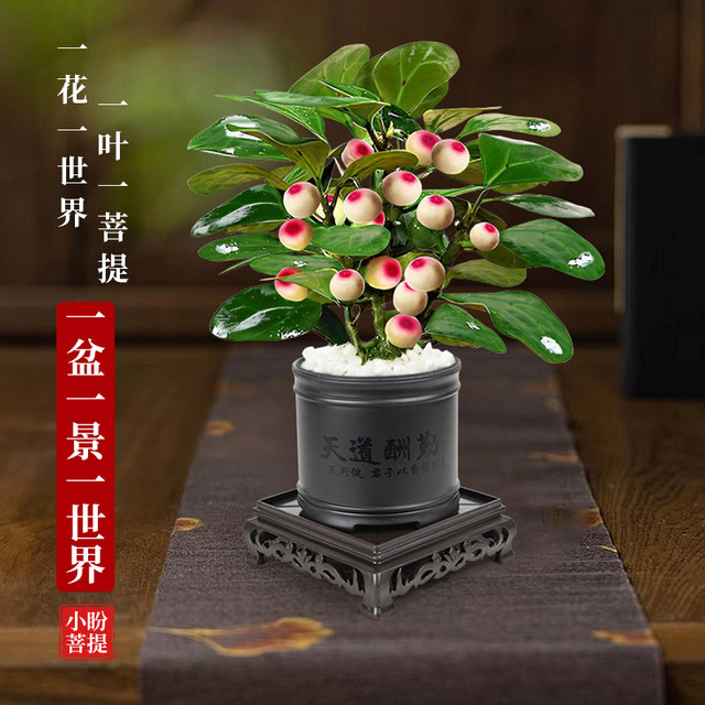 牵鲜 菩提盆栽 小盼菩提 30厘米 A级带果原盆