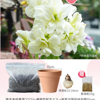 海蒂的花园朱顶红重瓣种球阿弗雷鬼魅室内阳台开花球根花卉