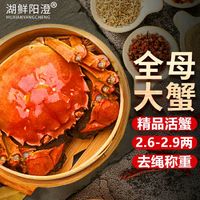 HUXIANYANGCHENG 湖鲜阳澄 大闸蟹 去绳足重 全母2.6-2.9两 10只 鲜活的现货超大螃蟹水产礼盒装