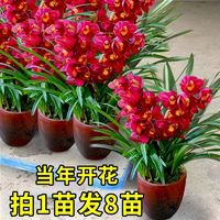 花十七 当年开花好养客厅兰花苗室内盆栽花卉绿植