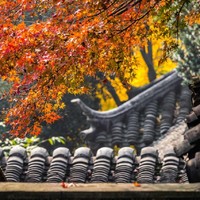 选址大有来头，解锁秋日版姑苏园林！苏州书香府邸平江府 雅致·府邸大床房1晚含双早