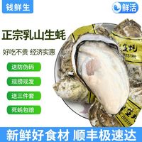 百亿补贴：钱鲜生 鲜活乳山生蚝5斤3XL新鲜牡蛎海蛎子