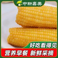 中新嘉美 黄糯玉米200g/根东北玉米软早餐代餐真空包装整箱粘玉米