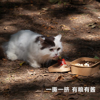 Alfie&Buddy 阿飞和巴弟 猫粮猫条零食纯条补水E76冻干益生菌成猫