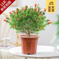 KaiShiguo Plants 开时果 石榴花盆栽可结果（带花苞发货）办公室花卉绿植客厅观赏树植物 原生盆(整高35-40cm)