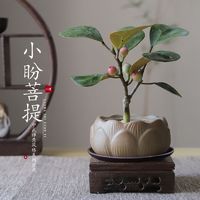 百亿补贴：八芽 菩提禅意新中式茶室书桌客厅办公室观叶果盆景栽迷你净化空气绿植