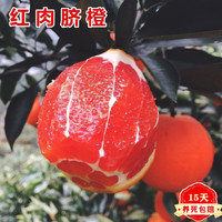 歆妍 嫁接橙子苗新品种无籽浓甜血橙果树苗盆栽地栽南北方栽植当年结果 新品种：红肉脐橙 4年苗当年结果苗