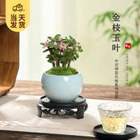 KaiShiguo Plants 开时果 金枝玉叶盆栽多肉植物盆景 办公室内桌面花卉小绿植源头直发包邮 哥窑浅蓝盆+苔藓+底托