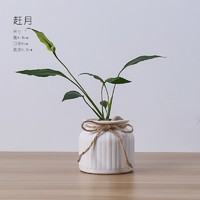 88VIP：喵满分 白色花瓶 陶瓷花瓶 500ml 巧克力色