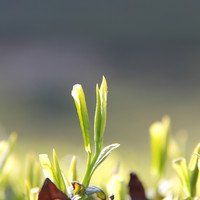 绿鹰 茶叶一级生态龙井茶散装2024新茶浓香型50g锁鲜罐装